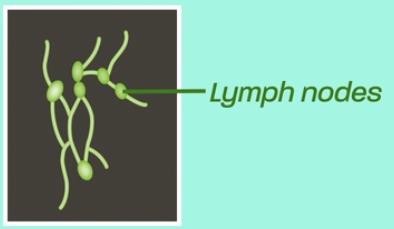 Lymph nodes