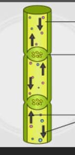 Phloem