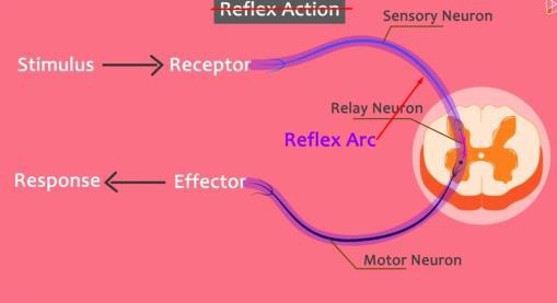 Reflex arc