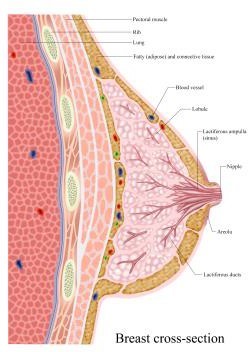 Mammary Glands