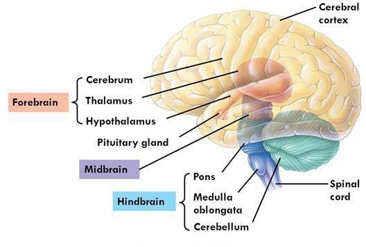 Parts of the brain