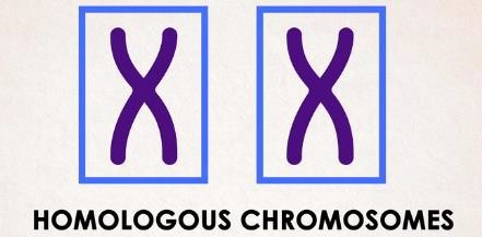 Homologous chromosomes