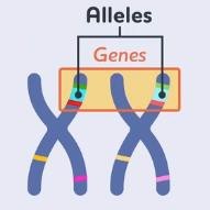 Alleles and Genes