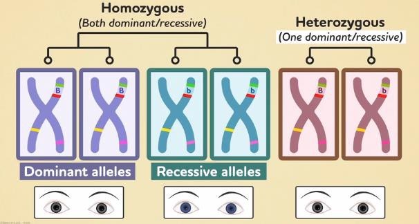 Dominant and recessive alleles