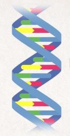 DNA Molecule