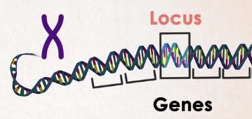 Genes and Locus