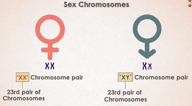 Sex chromosomes