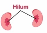 Hilum