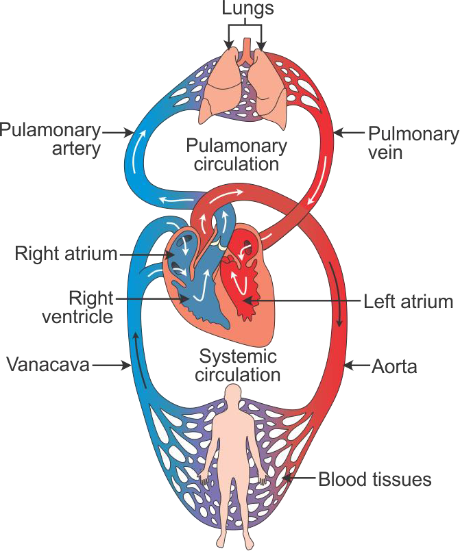  
Double circulation
