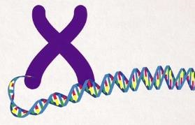 Chromosome