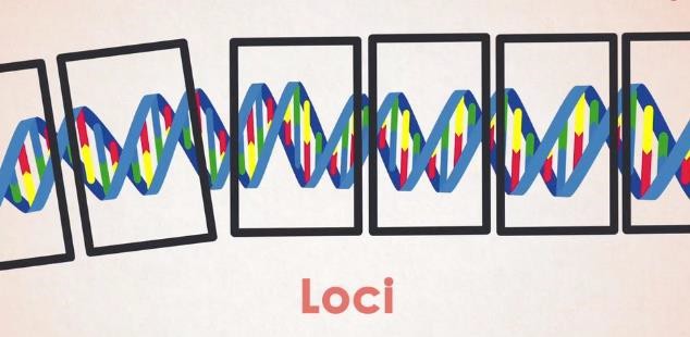 Loci of Genes