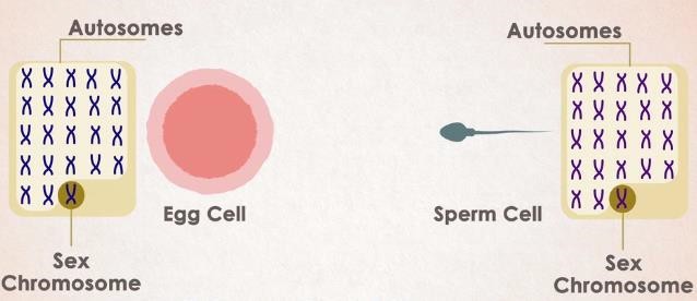 Sex chromosomes