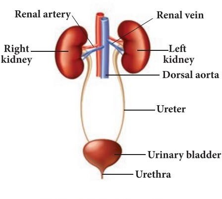  
Parts of the excretory system
