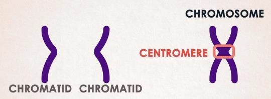 Chromatid, Centromere and Chromosome