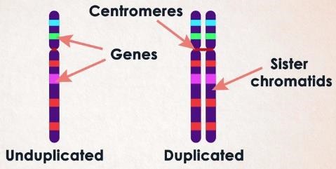 Chromosomes