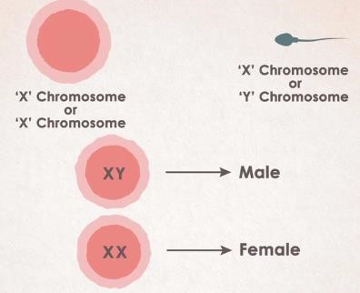 Male and female chromosomes