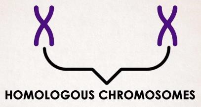 Homologous chromosomes