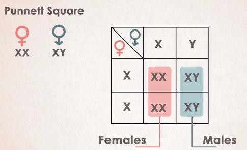 Punnett square