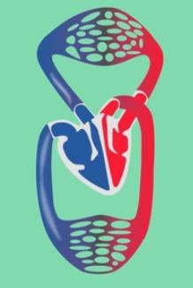 Double circulation in the four-chambered heart