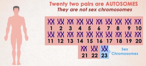 Human Chromosomes