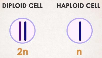 Diploid cell and Haploid cell