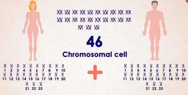 Chromosomes in humans